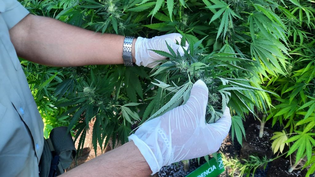 Carabineros detuvo a una mujer por mantención de cultivo de plantas de Cannabis Sativa Carabineros detuvo a una mujer por mantención de cultivo de plantas de Cannabis Sativa