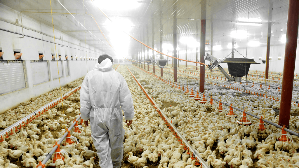 Avicultores se capacitan sobre medidas de apoyo para enfermedades exóticas en aves Avicultores se capacitan sobre medidas de apoyo para enfermedades exóticas en aves