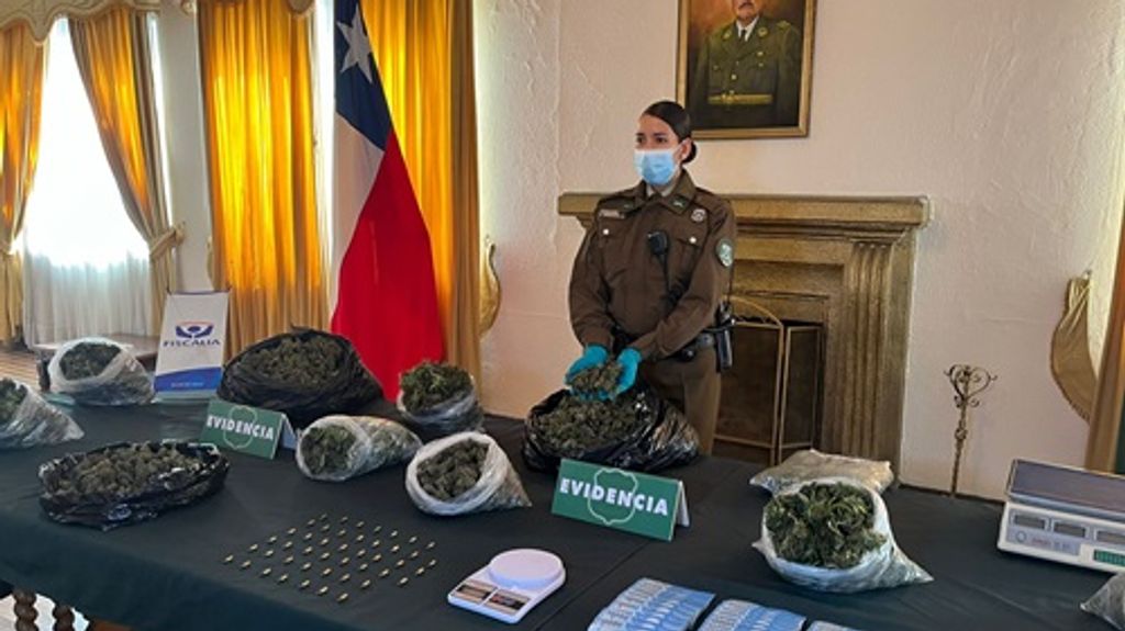 Narcoagricultores son detenidos con 15 kilos de marihuana en Molina Narcoagricultores son detenidos con 15 kilos de marihuana en Molina