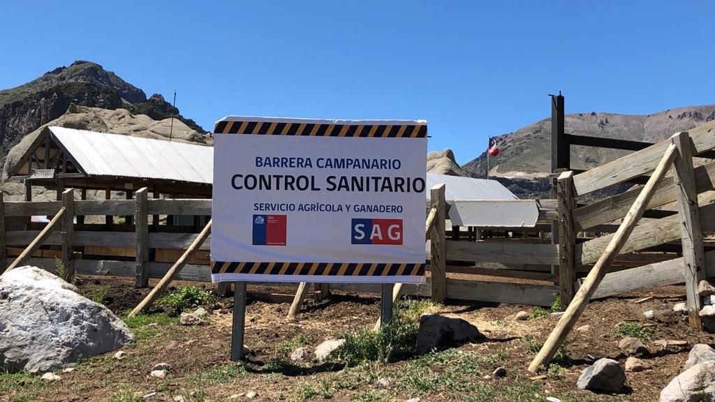 SAG aclara situación de animales en alta cordillera de la provincia de Talca SAG aclara situación de animales en alta cordillera de la provincia de Talca