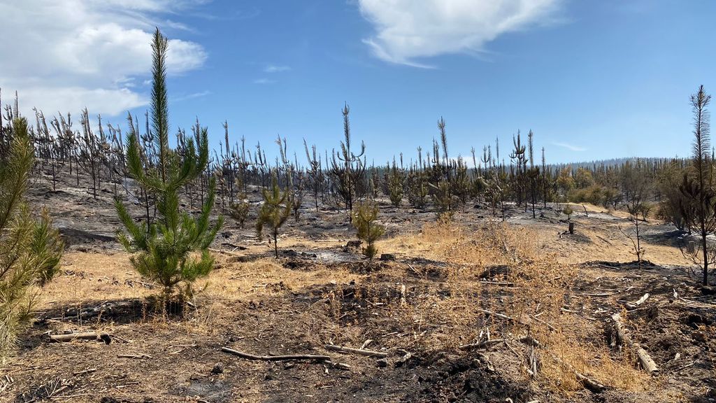 Delegada presidencial, Aly Valderrama entrega detalles de incendios forestales Delegada presidencial, Aly Valderrama entrega detalles de incendios forestales