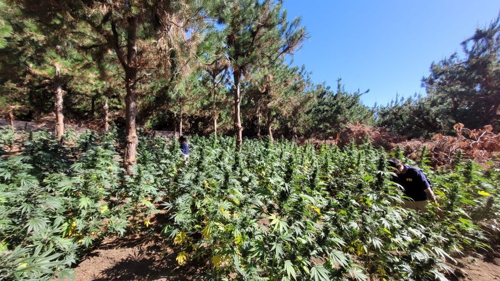 PDI Talca incautó más de 350 plantas de cannabis en el sector de Pelarco PDI Talca incautó más de 350 plantas de cannabis en el sector de Pelarco
