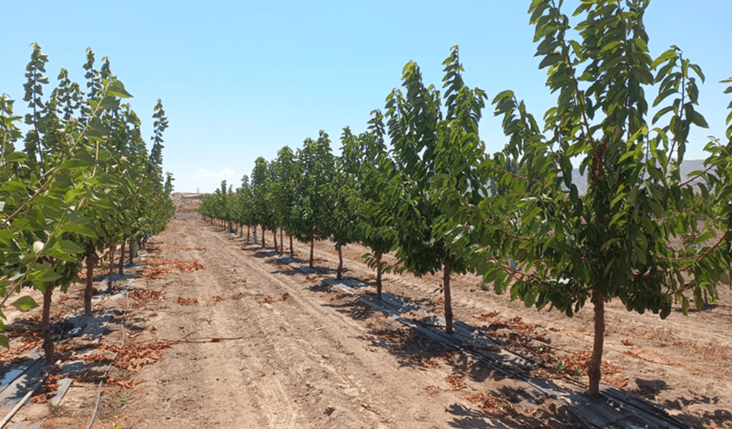 Agricultores de las provincias de Linares y Cauquenes reciben recursos para la recuperación de suelos degradados Agricultores de las provincias de Linares y Cauquenes reciben recursos para la recuperación de suelos degradados