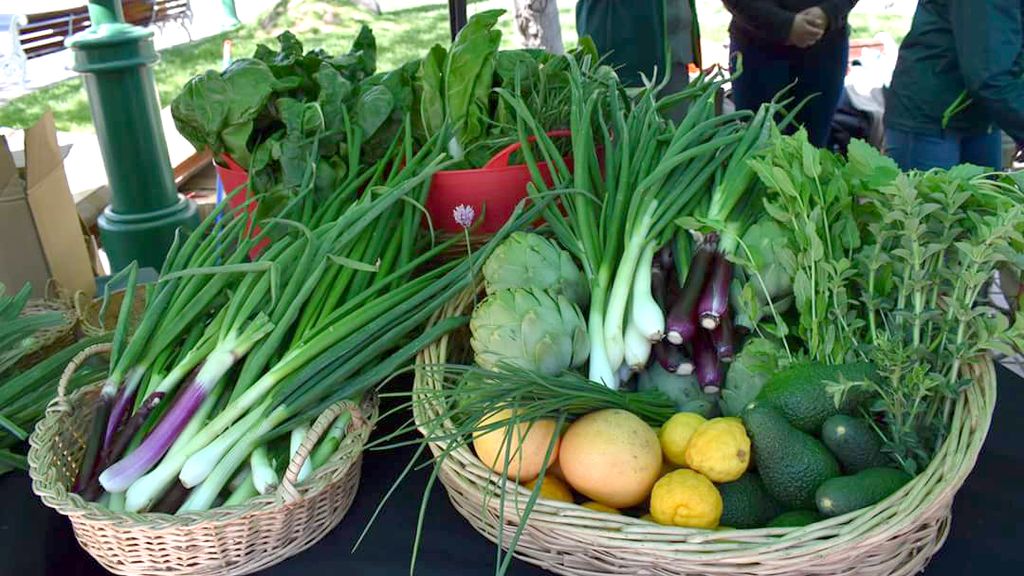 Inicio escolar verde: SAG promueve el consumo de productos orgánicos entre estudiantes Inicio escolar verde: SAG promueve el consumo de productos orgánicos entre estudiantes