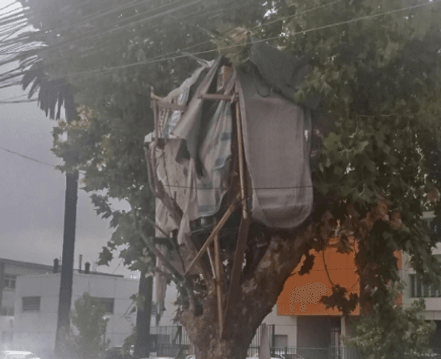 Casa en el arbol Casa en el arbol