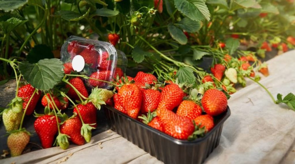 Productores de frutillas afectados por nematodo reciben incentivos Productores de frutillas afectados por nematodo reciben incentivos