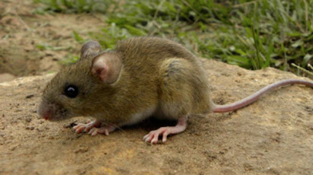 Se confirma la primera víctima mortal por Hantavirus en Chile en 2024 Se confirma la primera víctima mortal por Hantavirus en Chile en 2024