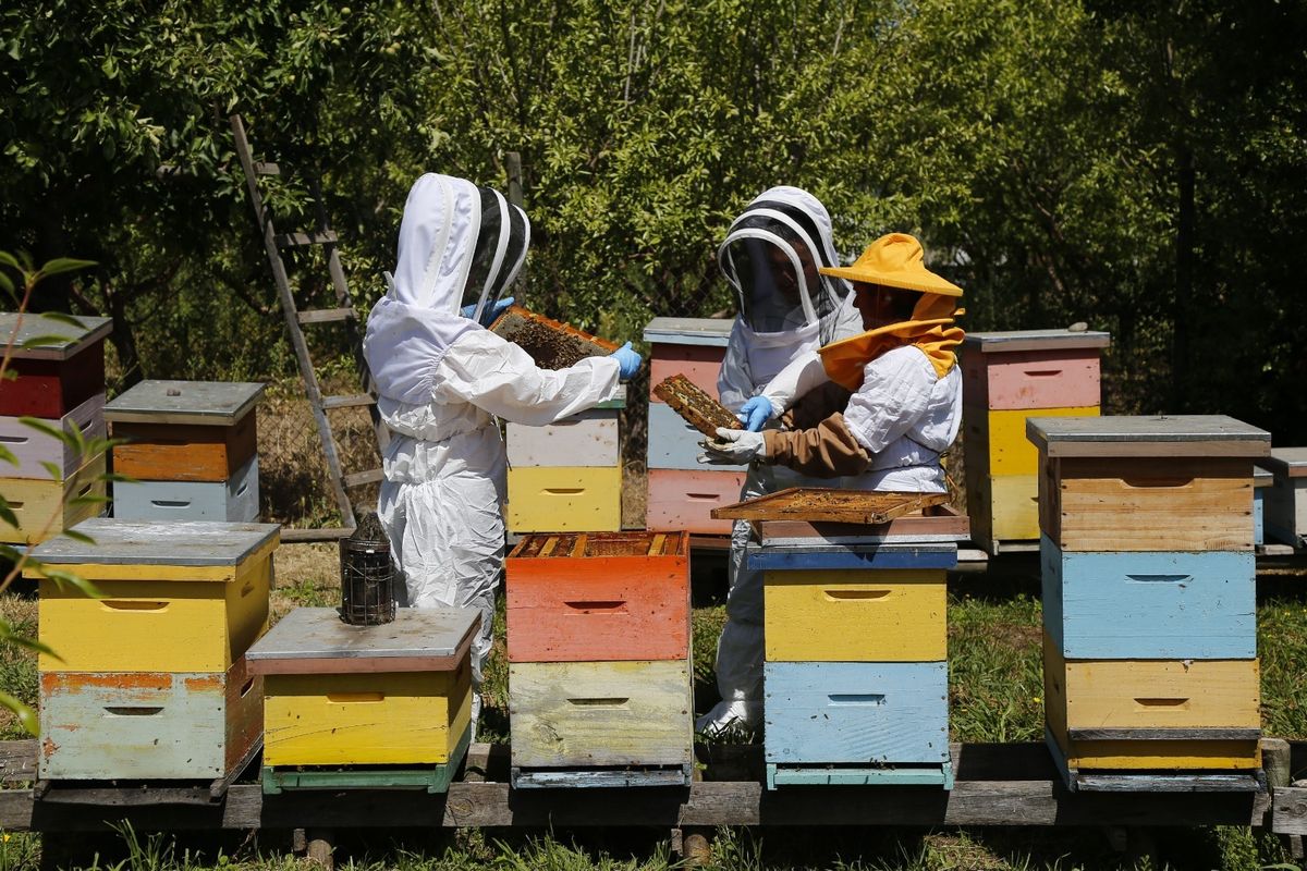 sag abejas