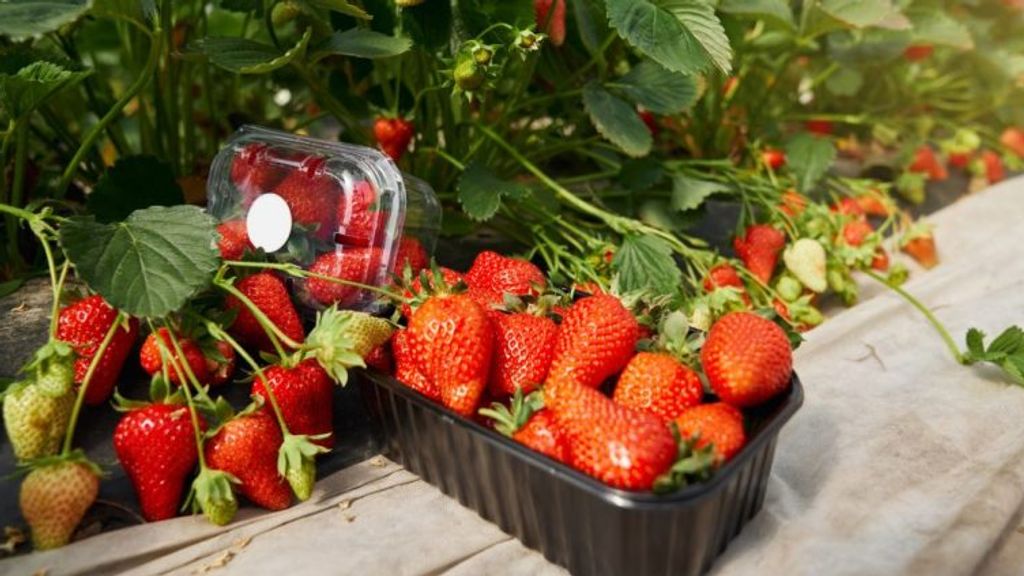 SAG da inicio a temporada de exportaciones agrícolas en la provincia de Linares SAG da inicio a temporada de exportaciones agrícolas en la provincia de Linares