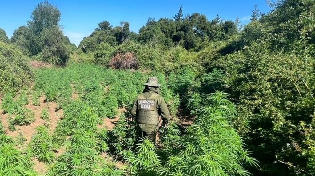 Carabineros ubicó más de 4.700 plantas de cannabis en Curepto Carabineros ubicó más de 4.700 plantas de cannabis en Curepto