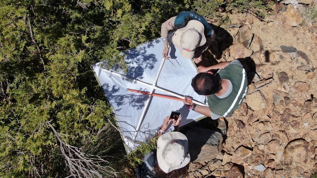 En el Día Internacional de los bosques: la sanidad forestal es una de nuestras prioridades En el Día Internacional de los bosques: la sanidad forestal es una de nuestras prioridades
