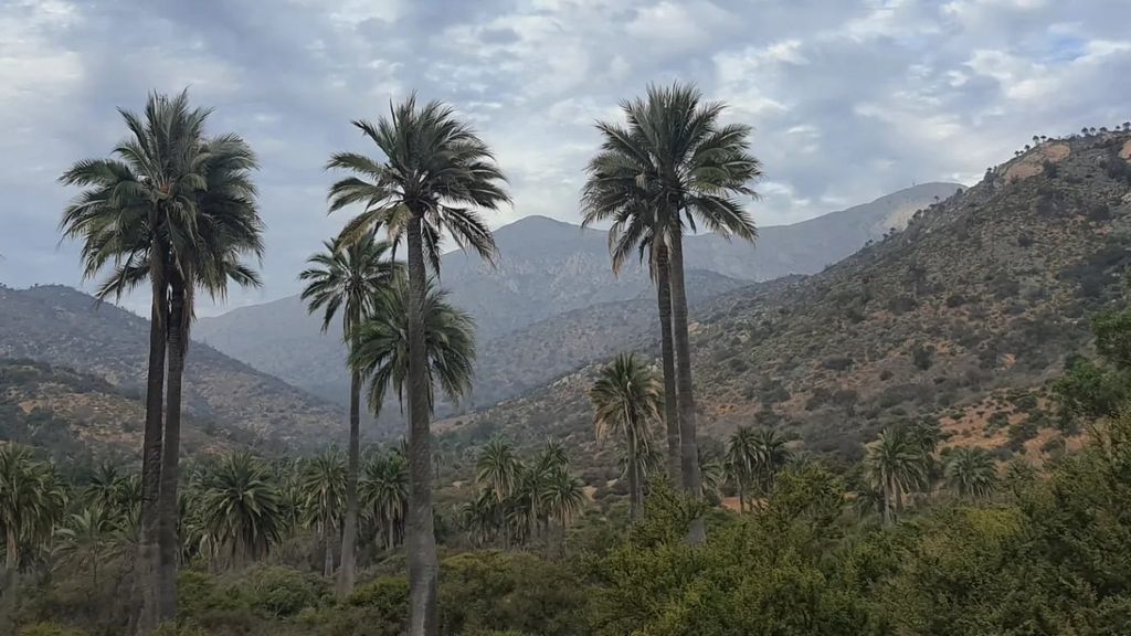 palmeras 2 palmeras 2