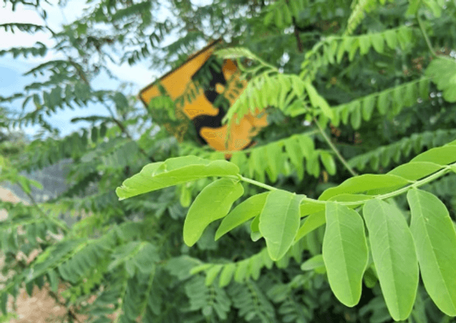 Imágenes enviadas por los vecinos del sector