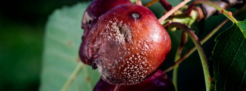 Cereza en mal estado Cereza en mal estado