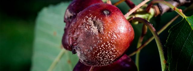 Cereza en mal estado Cereza en mal estado