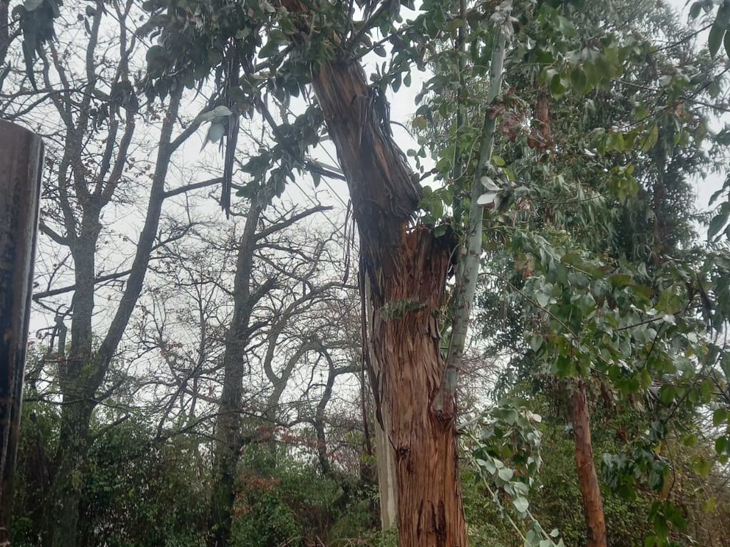 arbol caido san victor alamos 3 arbol caido san victor alamos 3