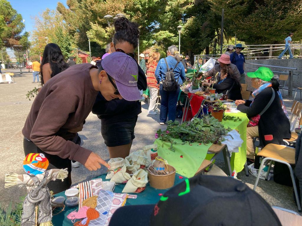 semillas Longaví semillas Longaví