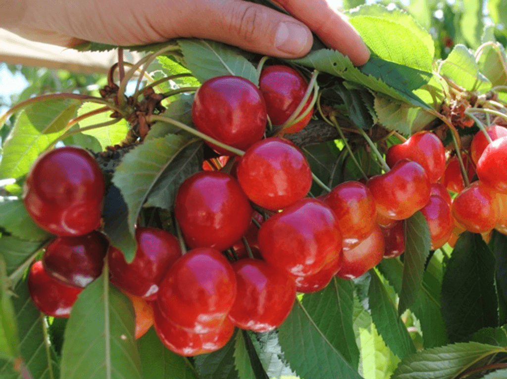 INIA y Biofrutales logran importante paso para inscribir primera variedad de cerezo 100% chilena INIA y Biofrutales logran importante paso para inscribir primera variedad de cerezo 100% chilena