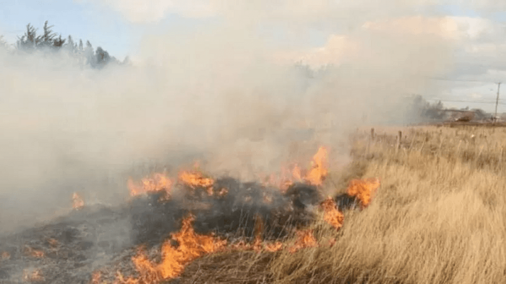 Agricultor es formalizado por la quema de pastizales en Teno Agricultor es formalizado por la quema de pastizales en Teno