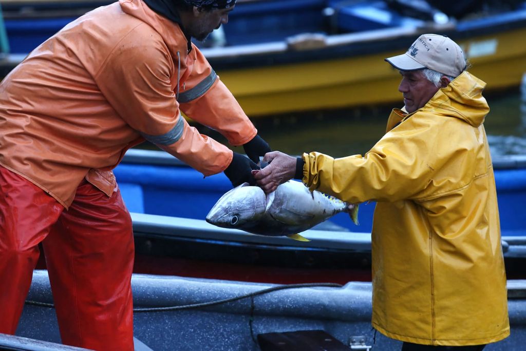 Fomento a la pesca artesanal: