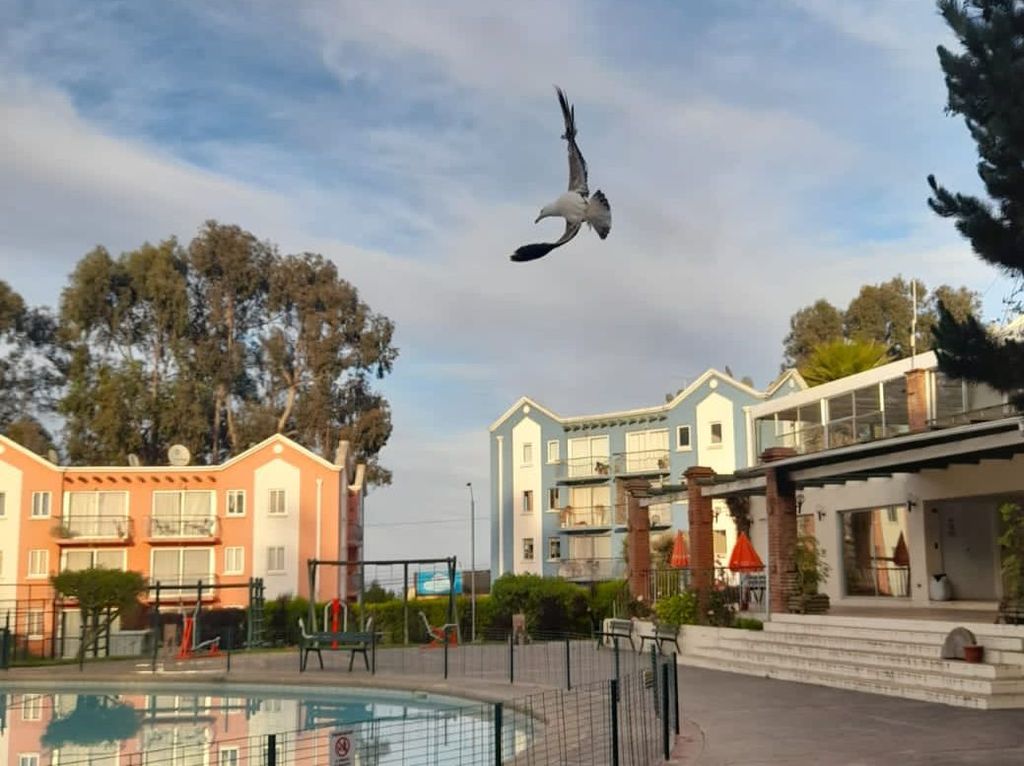 Peligro para Aves por Medidas de Disuasión en Condominio Peligro para Aves por Medidas de Disuasión en Condominio