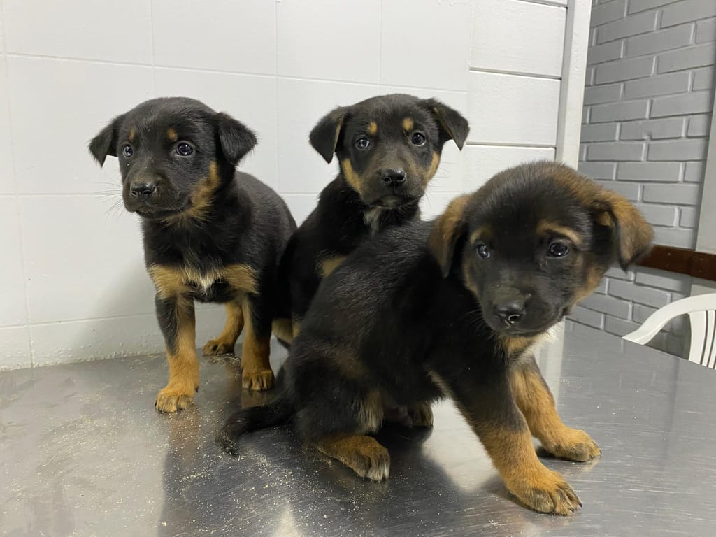 buscan hogar para cachorritos buscan hogar para cachorritos