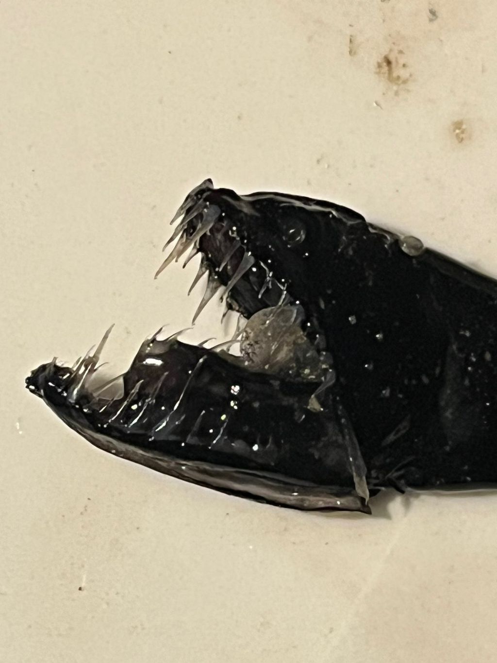 Pescadores artesanales de El Quisco capturan raro Pez Dragón de profundidad y lo donan para investigación científica Pescadores artesanales de El Quisco capturan raro Pez Dragón de profundidad y lo donan para investigación científica