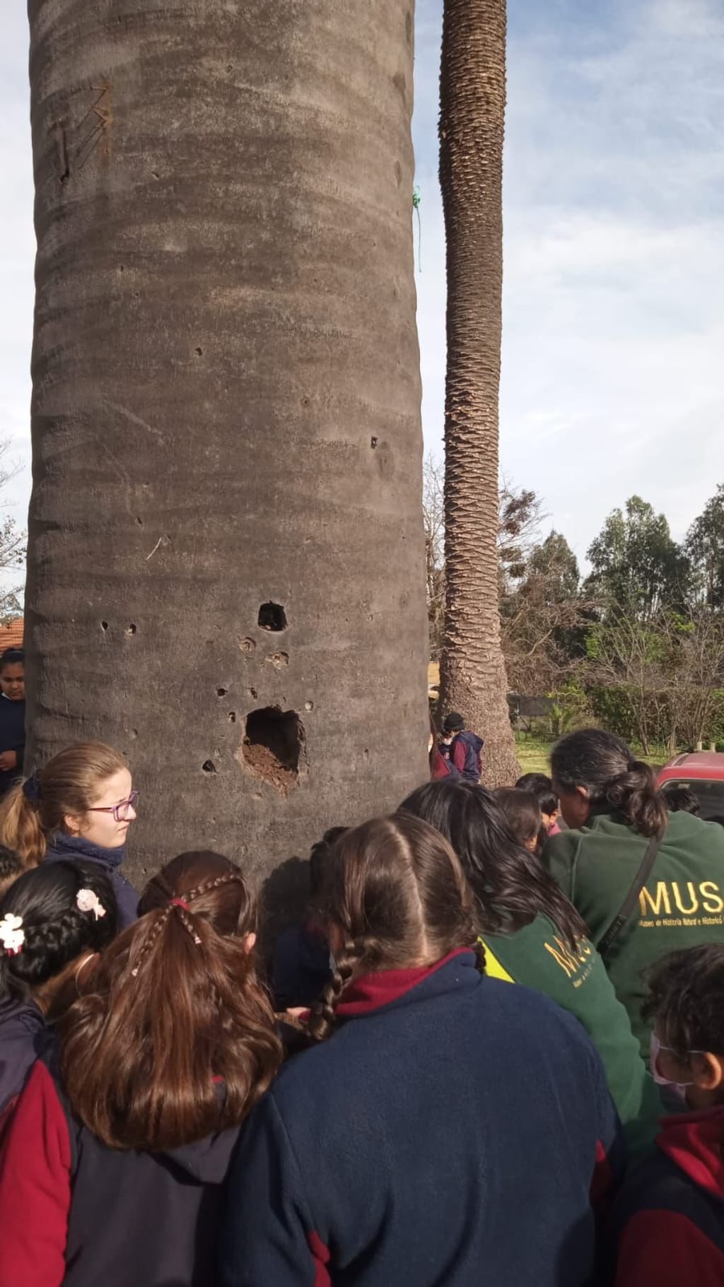 día mundial del árbol día mundial del árbol