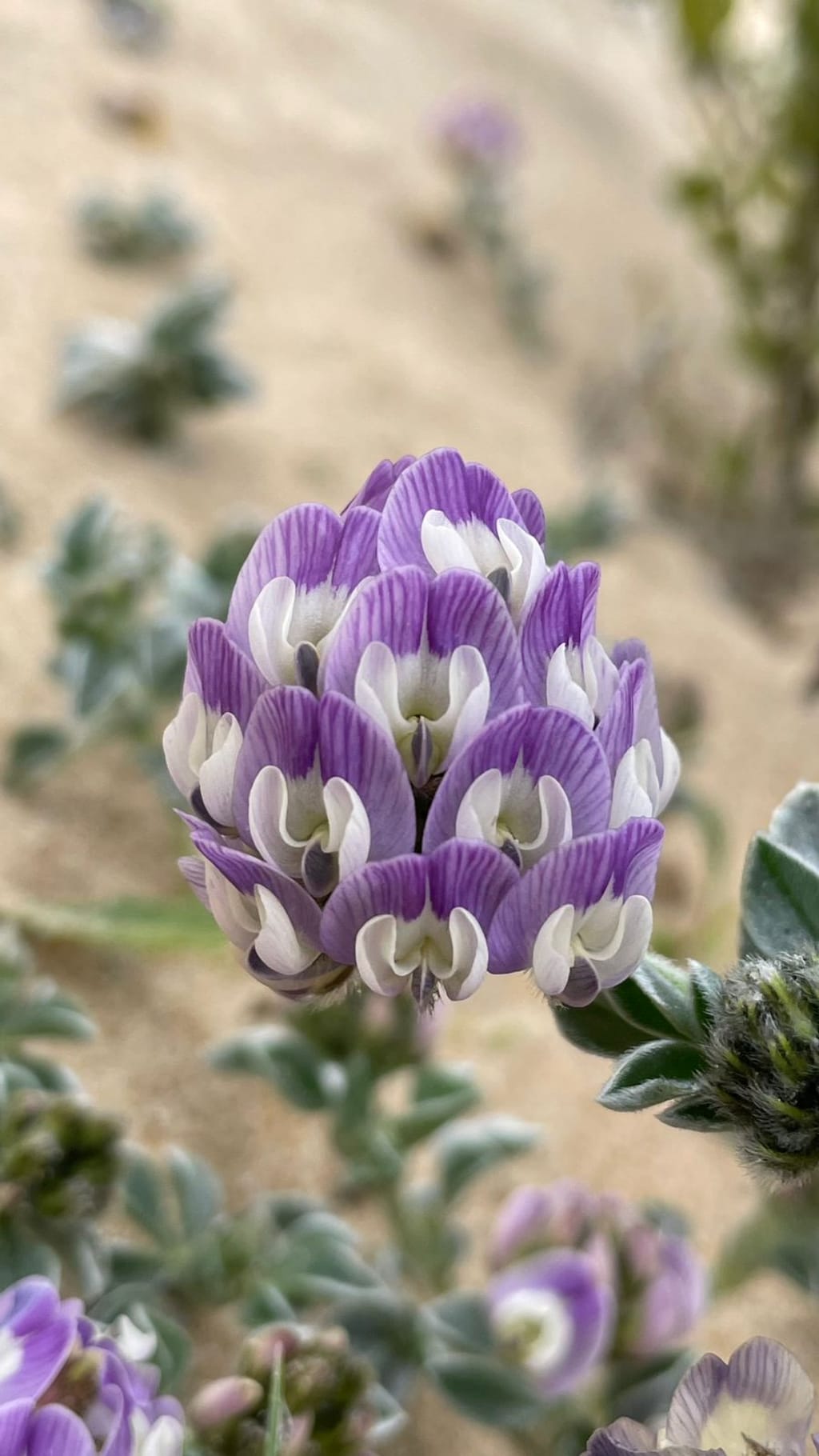 FLORA GOTA DE LECHE FLORA GOTA DE LECHE