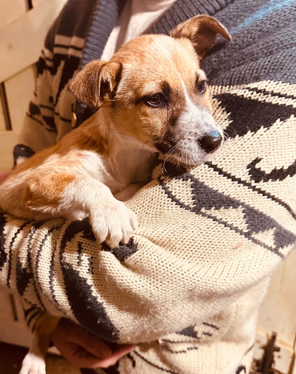 cachorrita busca hogar cachorrita busca hogar