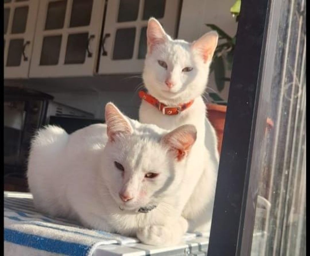 Simba y Copito Simba y Copito