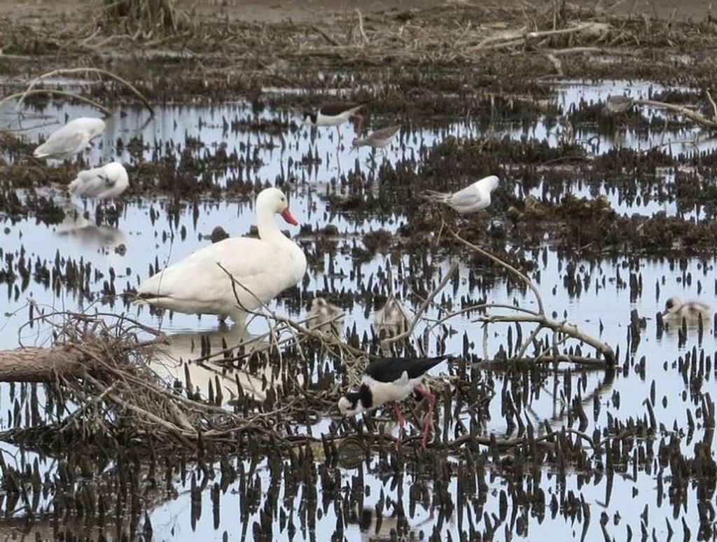 Cisnes Coscoroba Cisnes Coscoroba
