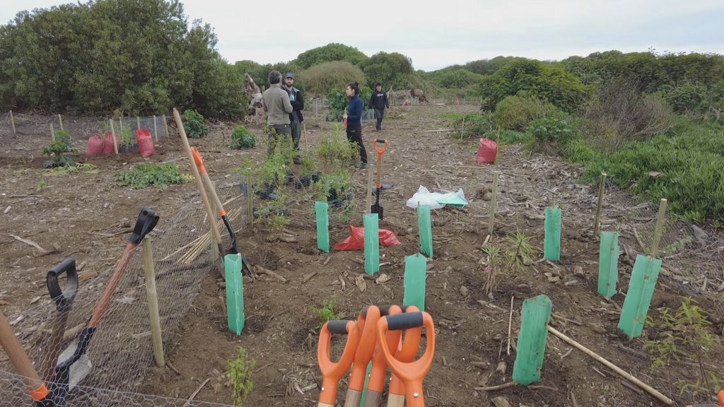 Exitosa plantación comunitaria en el Humedal Río Maipo en el marco del Día Mundial del Medioambiente Exitosa plantación comunitaria en el Humedal Río Maipo en el marco del Día Mundial del Medioambiente