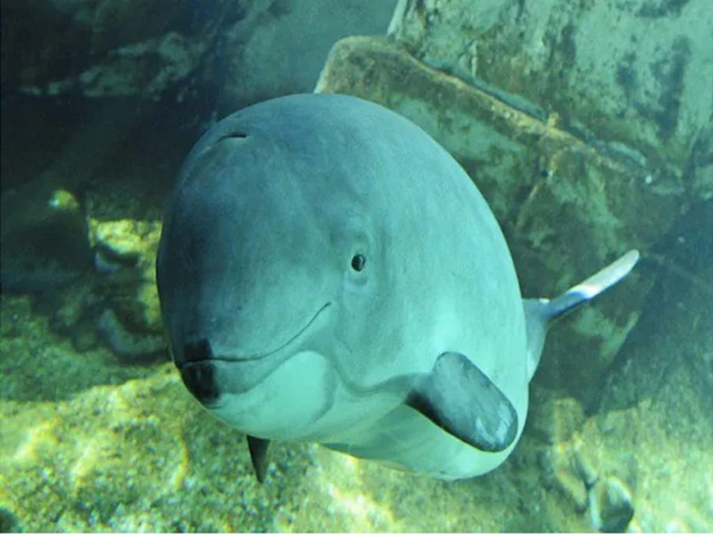 vaquita vaquita