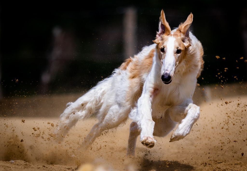 dog-5442450_1280 dog-5442450_1280
