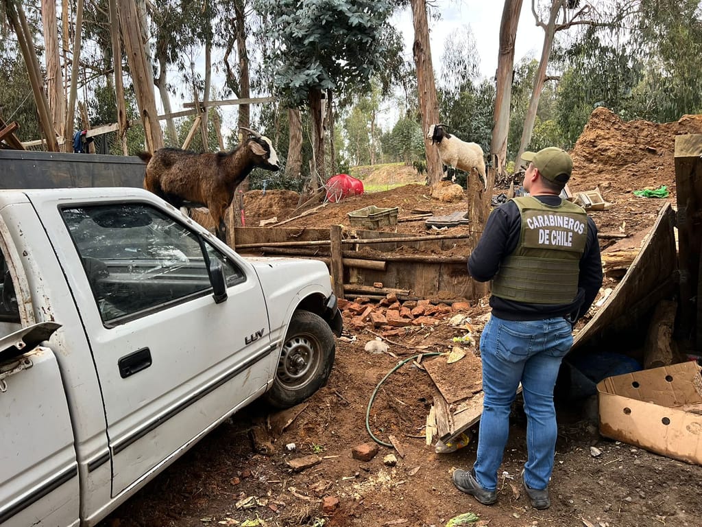 Carabineros desbarató un matadero clandestino en una toma y hay dos hombres detenidos Carabineros desbarató un matadero clandestino en una toma y hay dos hombres detenidos