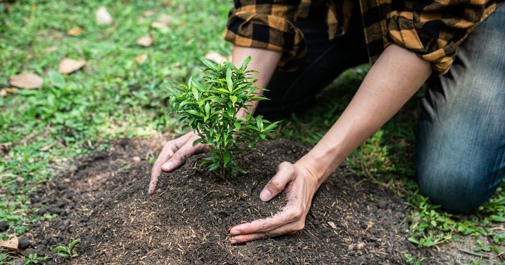 reforestar reforestar