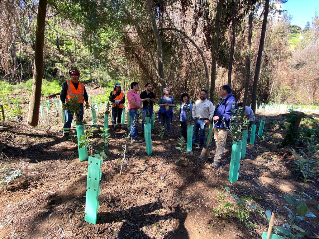 comeinzan reforestación comeinzan reforestación