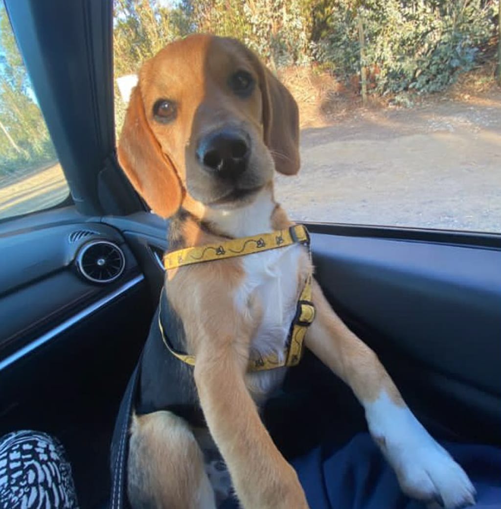 perrito perdido perrito perdido
