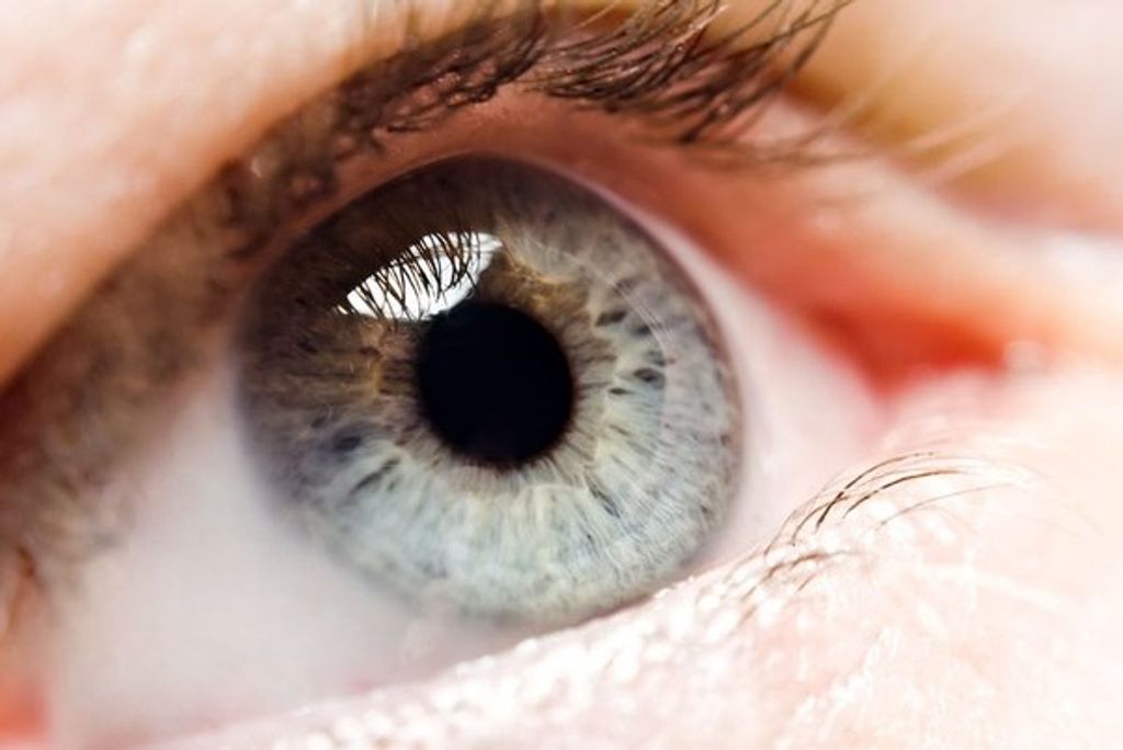 iris iris