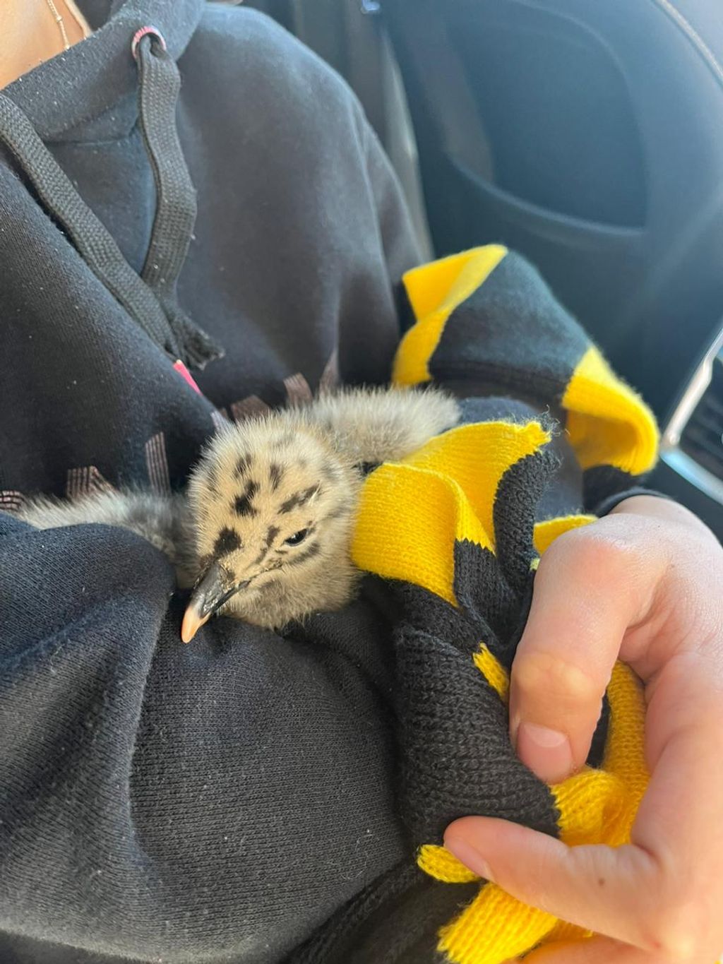 Polluelo de Gaviota Dominicana Polluelo de Gaviota Dominicana