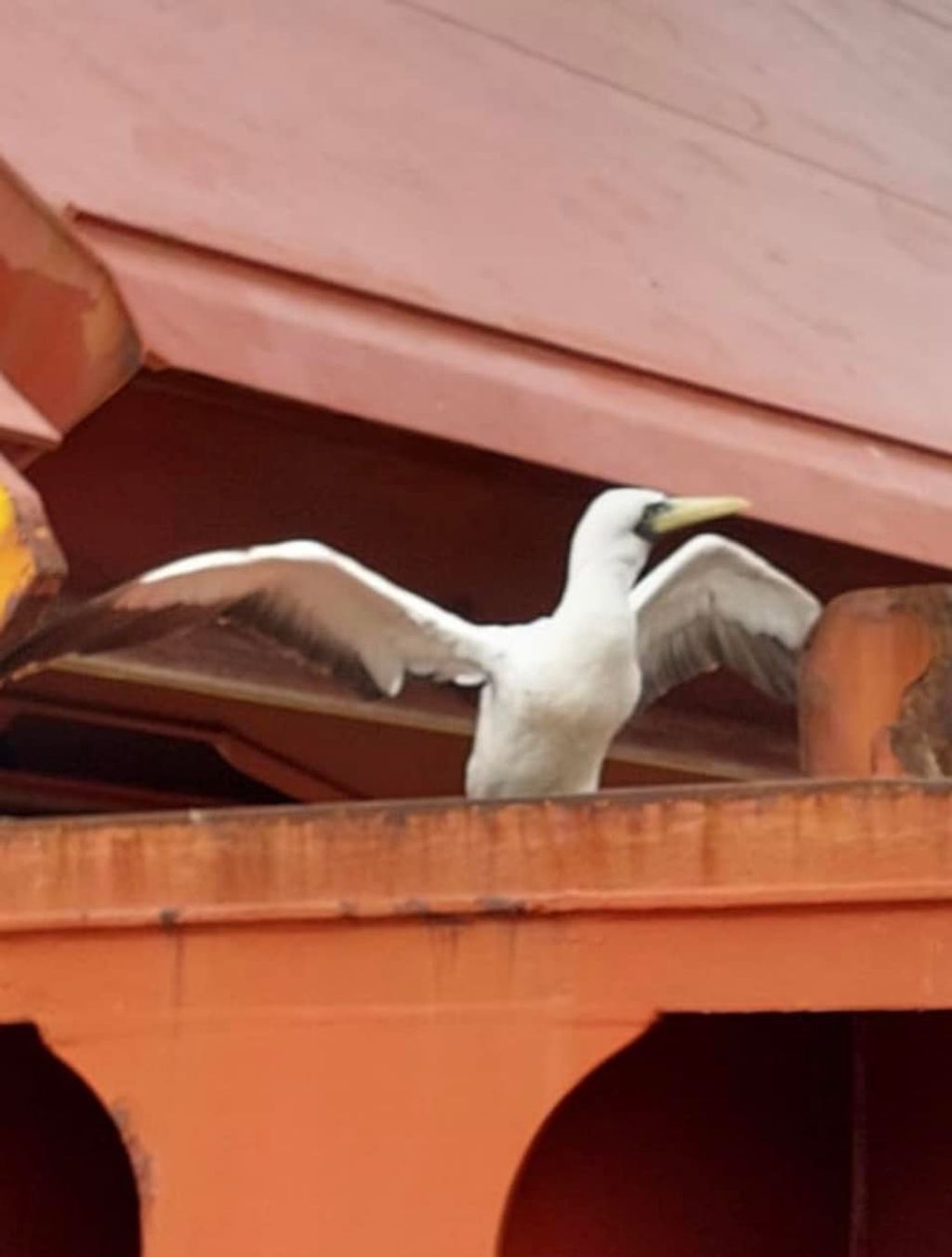 Piquero Blanco Piquero Blanco