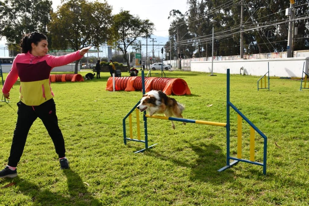 parque recreativo para mascotas parque recreativo para mascotas