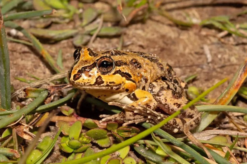 Anfibios, Algarrobo Anfibios, Algarrobo
