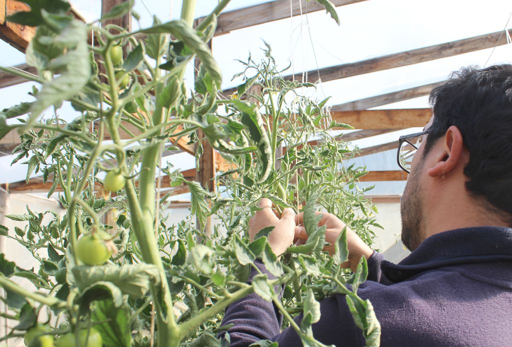 Sistema de riego automático evaluado en tomate Sistema de riego automático evaluado en tomate