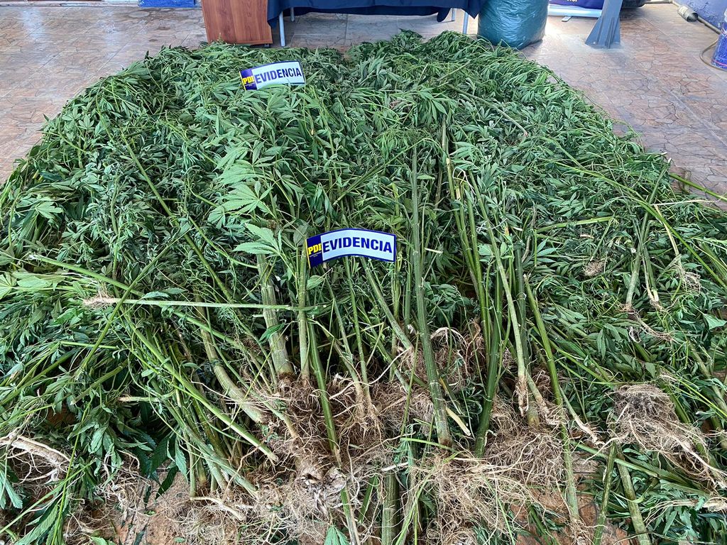 Incautan cannabis Incautan cannabis