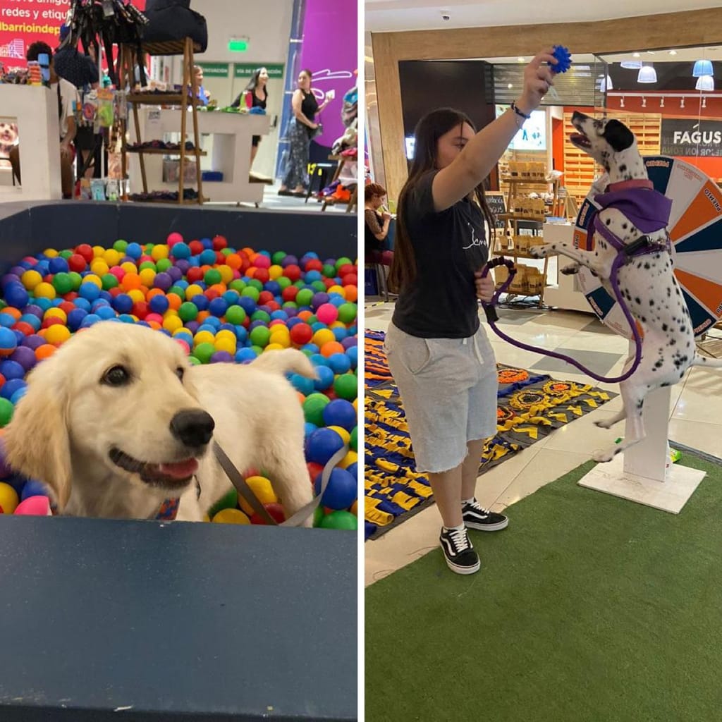 Conoce las actividades de la Expo Guau Conoce las actividades de la Expo Guau