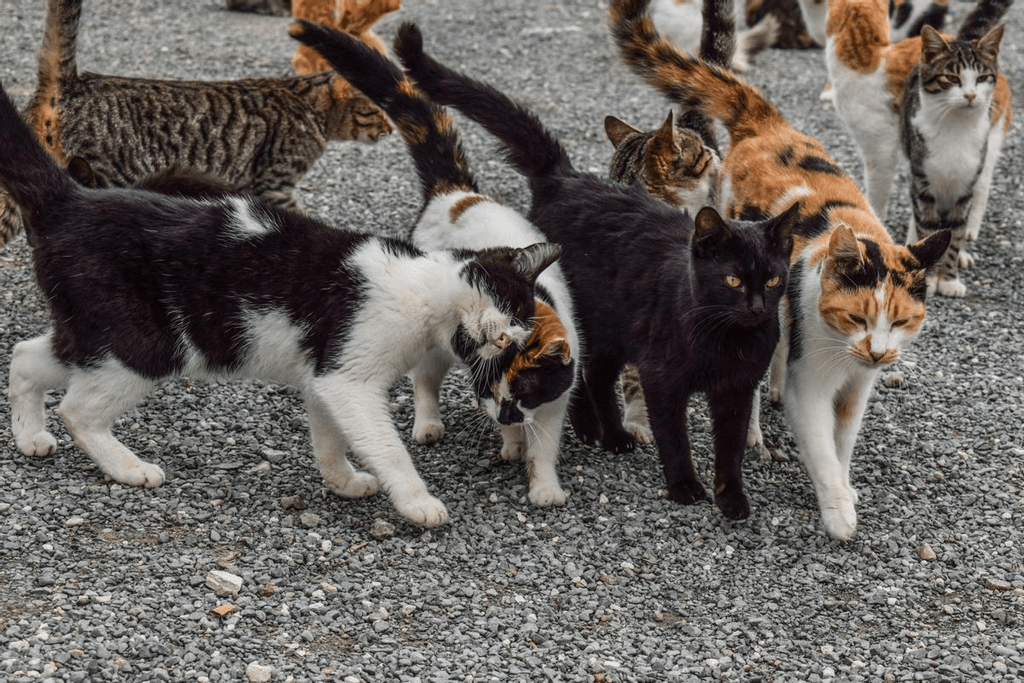 coronavirus felino coronavirus felino