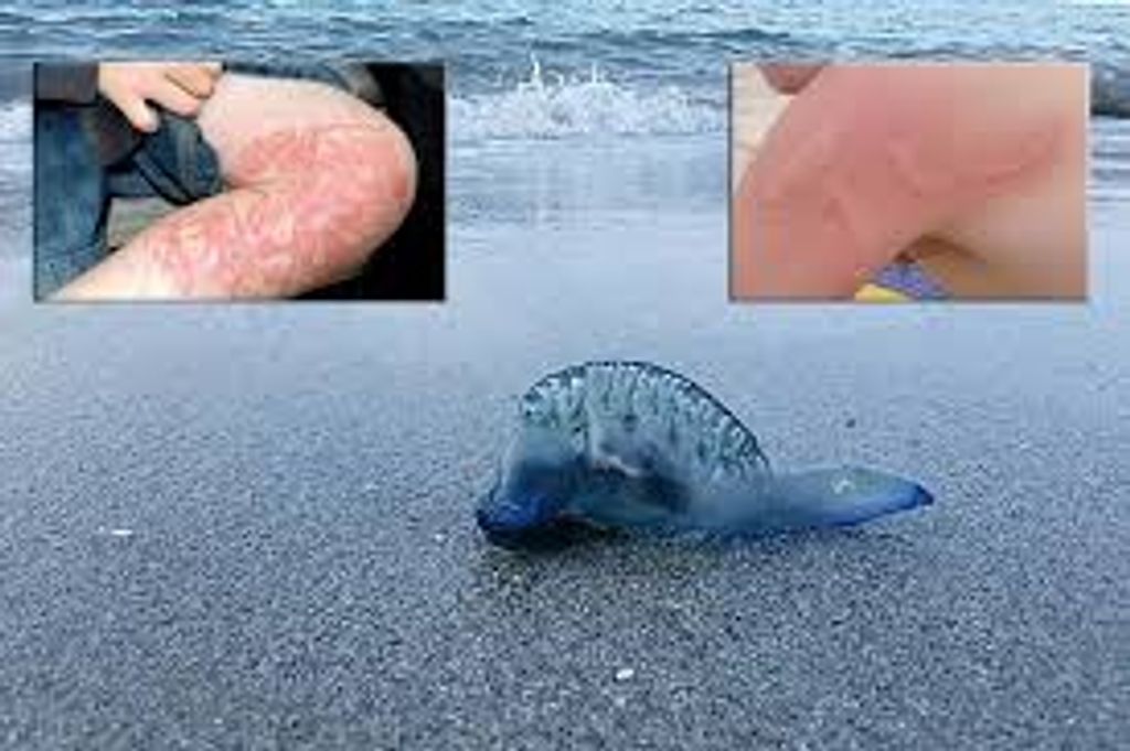 images (3) images (3)