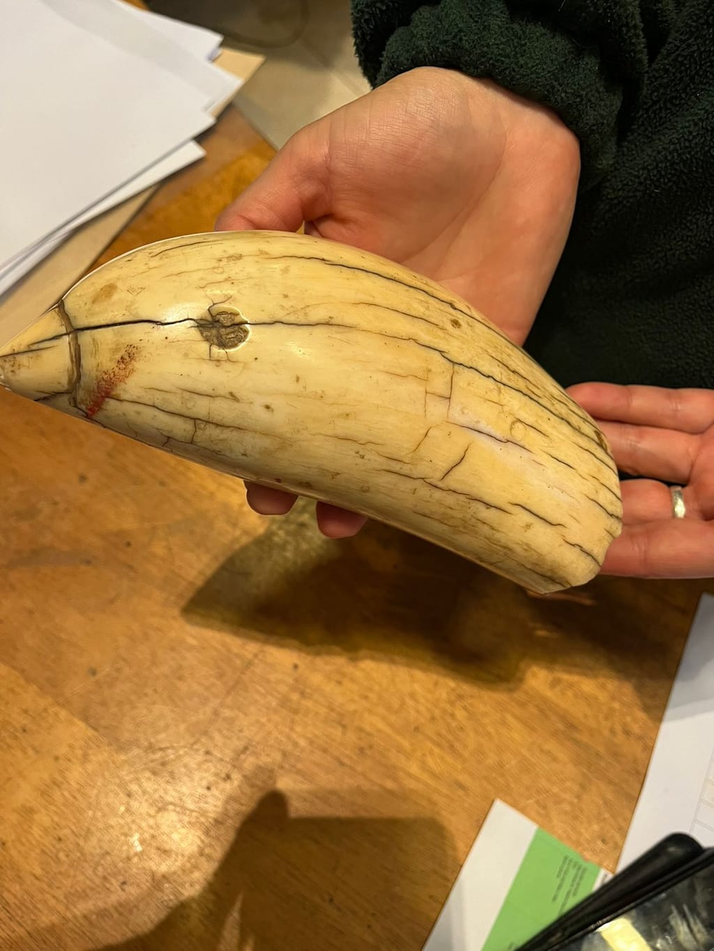 diente de cachalote diente de cachalote